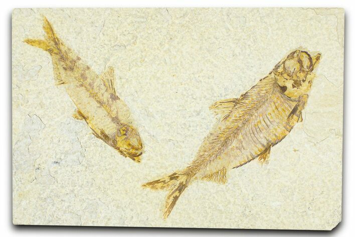 Plate With Two Fossil Fish (Knightia) - Wyoming #367488